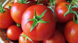 فروش ویژه تفاله گوجه تغذیه دام و طیور

