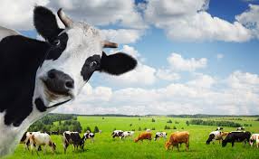 کنسانتره شیری ویژه گاوهای پرشیر و متوسط

